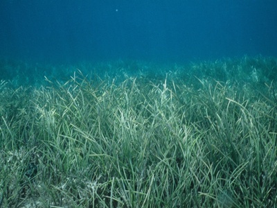 Seagrass beds