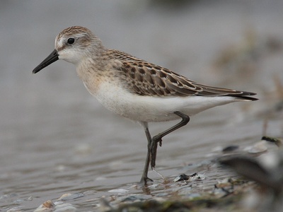 Semipalmated Sandpiper
