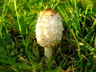 Shaggy mane