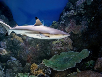 Sharks (reef and pelagic species)