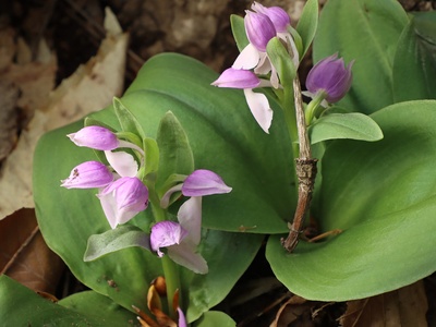 Showy orchid