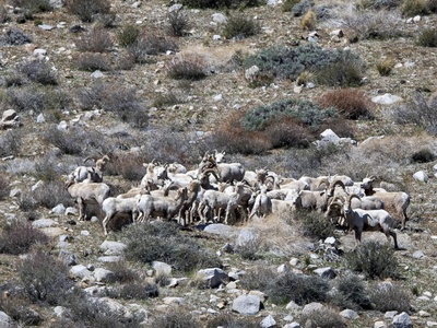 Sierra Nevada bighorn sheep