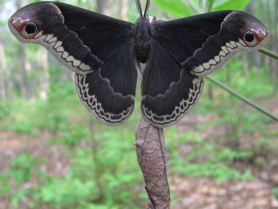 Silkmoth & giant moths