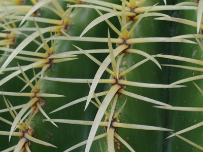 Silky pincushion cactus