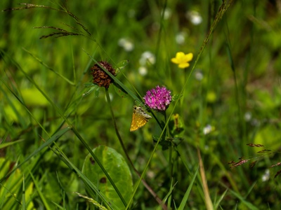 Skipper butterflies