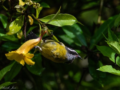 Small birds (general nectarivores)