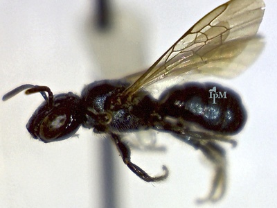Small carpenter bees (Ceratina)
