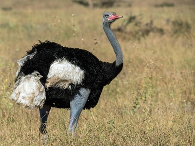 Somali ostrich