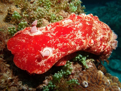 Spanish dancer (nudibranch)