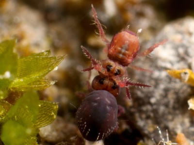 Springtail