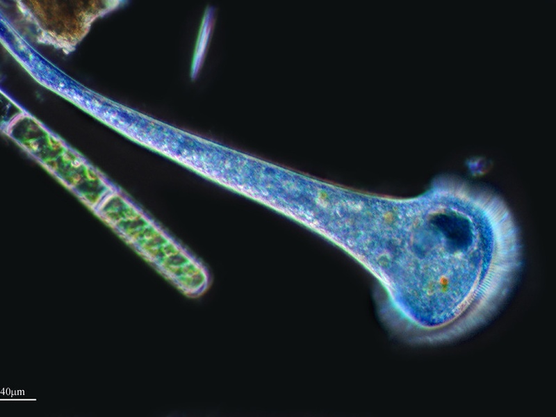 List of Protists - 33Science