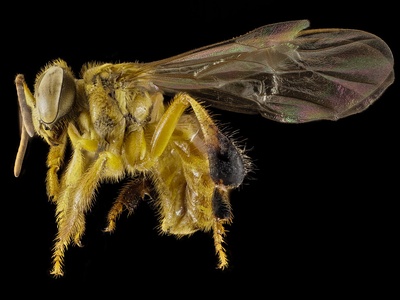 Stingless bees