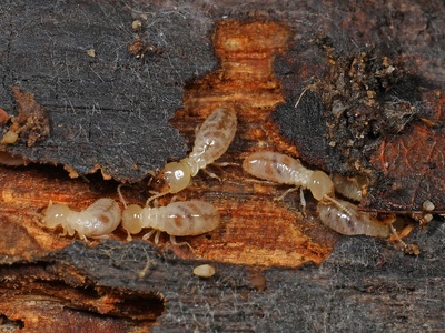 Subterranean termite