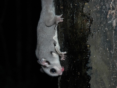 Sugar glider
