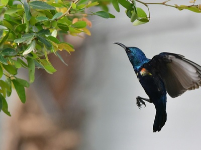 Sunbird