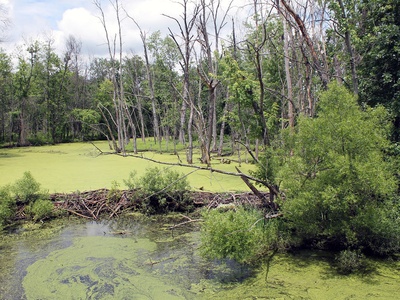 Surface freshwater resources