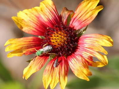 Sweat bees