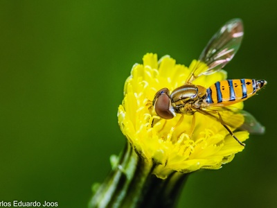Syrphid fly (crop pollinator example)