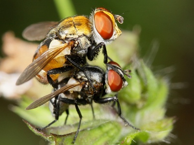 Tachinid flies