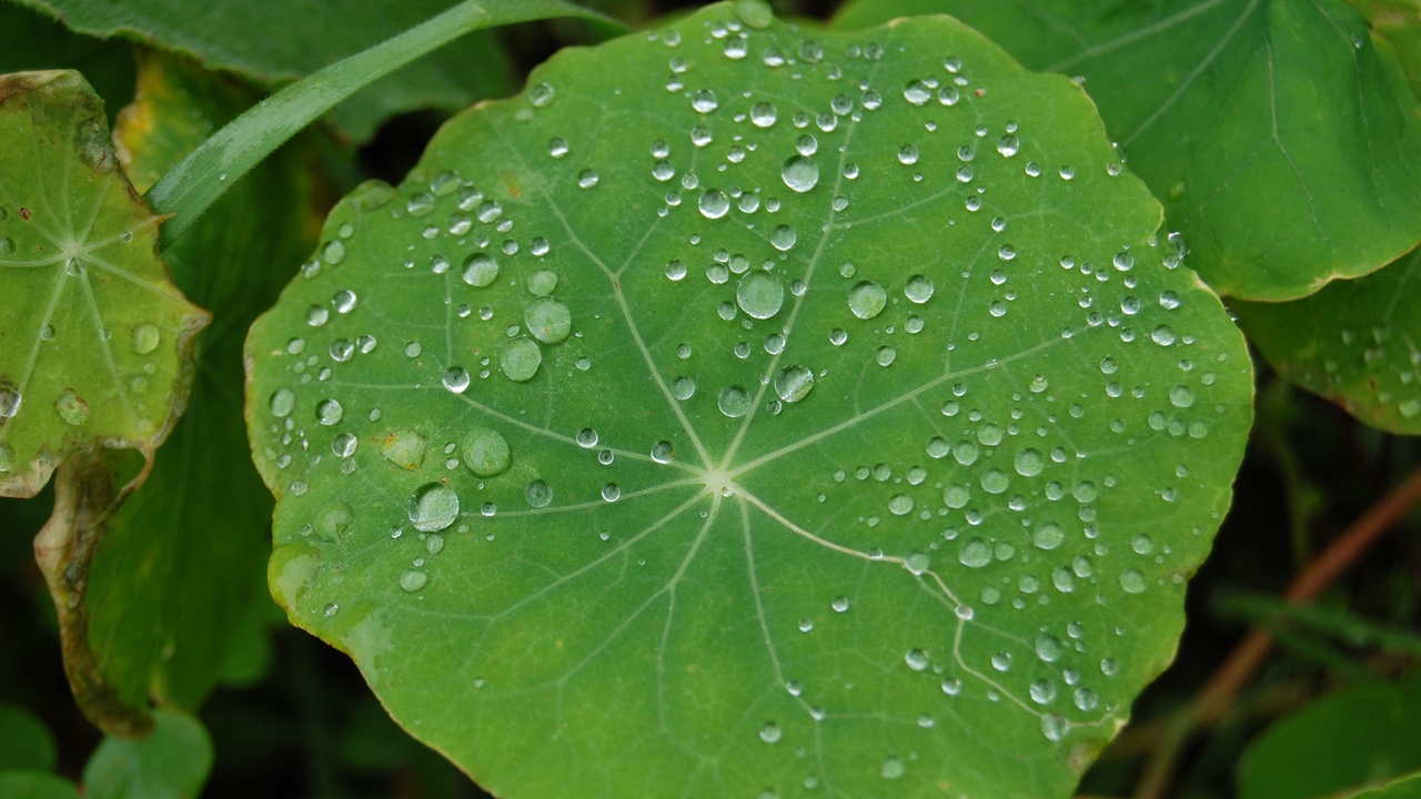 Researchers observing bird behavior for urban planning.