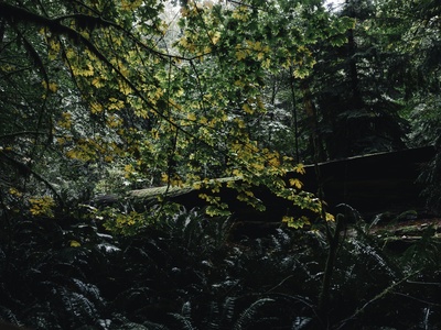 Temperate deciduous forest