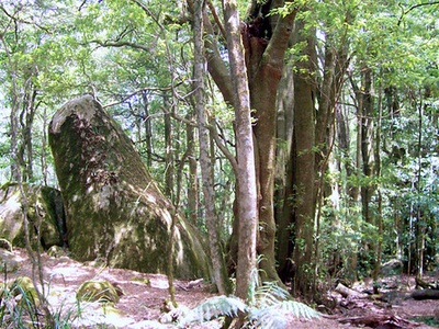 Temperate rainforest