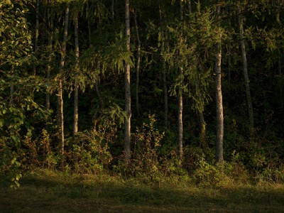 Terrestrial forest cover