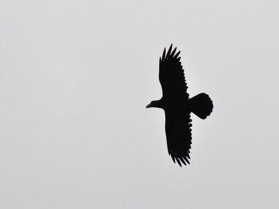 Thick-billed raven