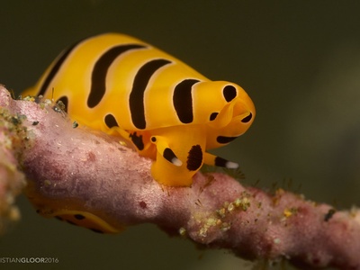 Tiger cowrie