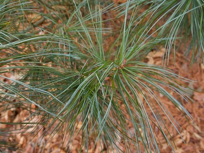 Timber (commercial species group)