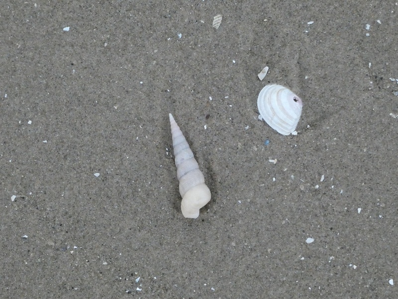 Tower Shell List of Mollusks - 33Science