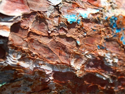 TPAP (Ley) oxidation