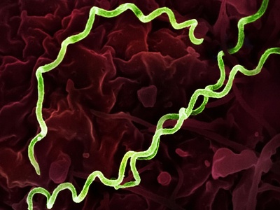 Treponema pallidum