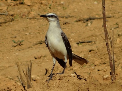 Tropical Mockingbird