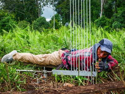Tropical peat swamp forest