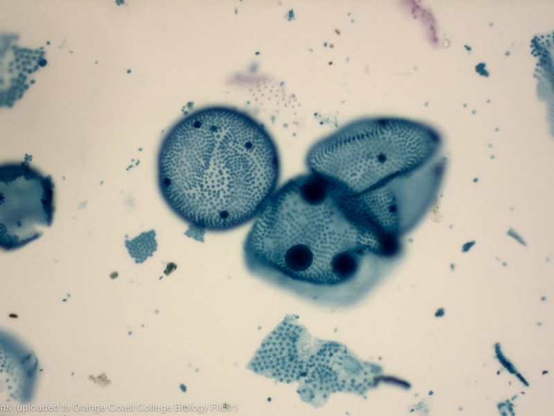 List of Protists - 33Science