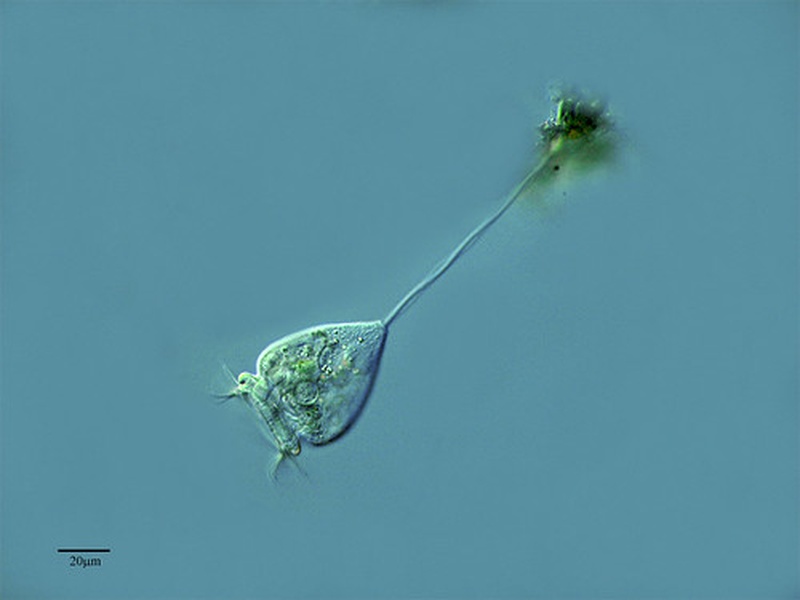 List of Protists - 33Science