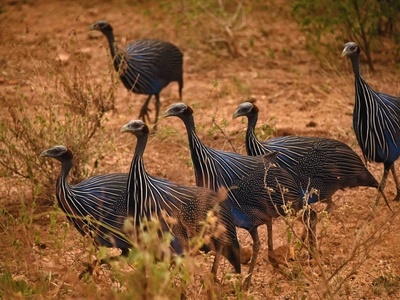 Vulturine guineafowl