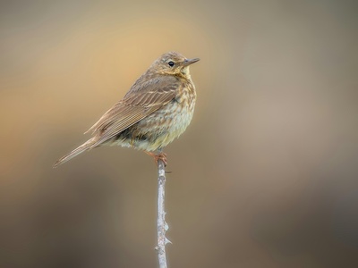 Water Pipit