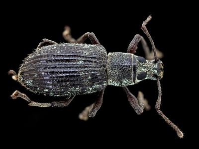 Weevils (pollinating weevils)