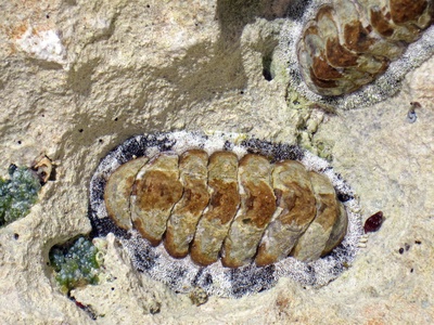 West Indian fuzzy chiton