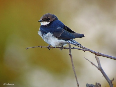 White-tailed swallow