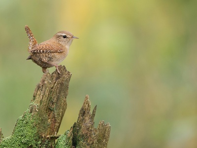 Wren
