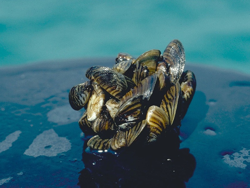 Mussels Science List of Mollusks - 33Science
