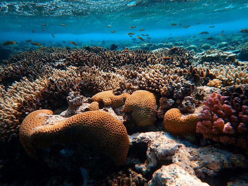 Colorful coral reef teeming with marine life under crystal clear water.