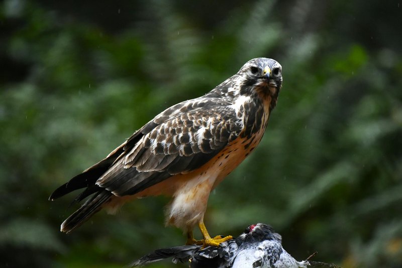 A powerful hawk stands over its prey, showcasing its strength and grace in a natural forest habitat.