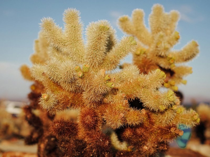 Vibrant close-up of a teddy-bear cholla cactus capturing its spiny texture under a bright sky.