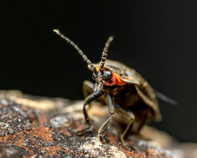 Detailed macro shot of a firefly beetle, showcasing its antennae and features.