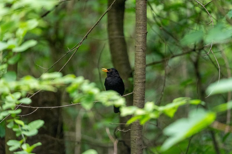 A solitary blackbird with yellow beak perched amidst lush green foliage in the forest.