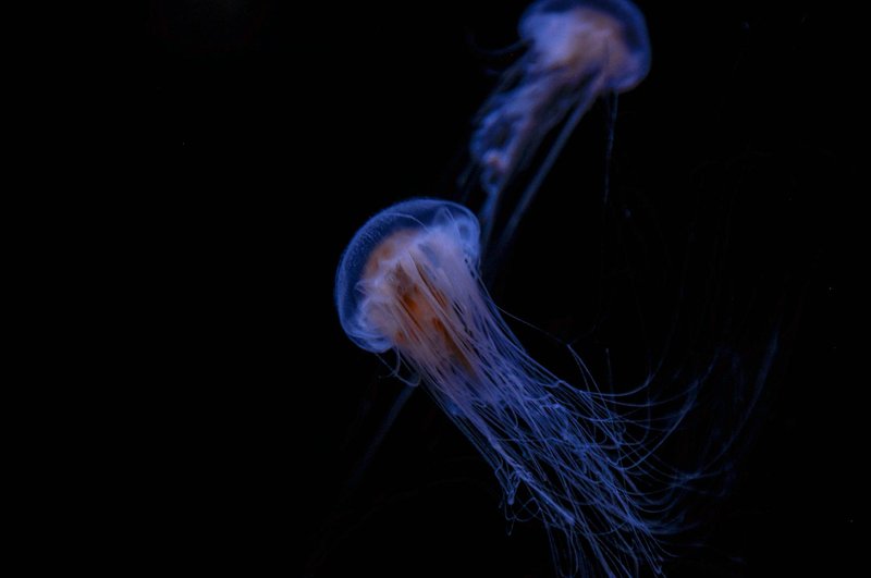 Two jellyfish gracefully floating in a dark underwater environment, showcasing a mesmerizing glow.